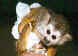 If Microsoft has their way, there will be no more monkey pictures